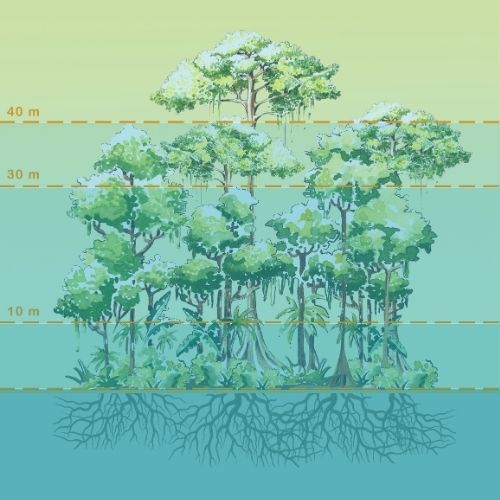 Grafik: Schematische Darstellung des Stockwerkaufbaus eines Regenwaldes.