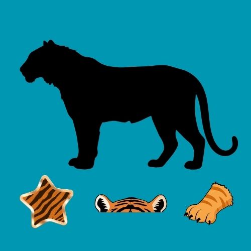 Grafik: Vor einem blauen Hintergrund ist die Silhouette eines Tigers abgebildet. Unten sind eine Tigertatze, Tiger-Ohren und das Fellmuster eines Tigers abgebildet.