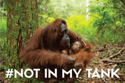 Bild einer Kampagne mit dem Titel "#Not in my Tank". Abgebildet ist eine Orang-Utan-Mutter, die ihr Neugeborenes im Arm hält.