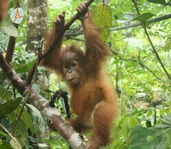 Ein junger Orang-Utan hängt im Regenwald von einem Ast und schaut in die Kamera.