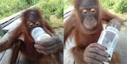 Zwei Fotos von Orang-Utans, die Sojamilch aus einer Flasche trinken.
