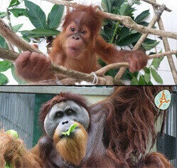 Ein zweigeteiltes Bild mit jeweils einem Orang-Utan. Oben: Ein junger Orang-Utan hält sich an einem Ast fest und schaut in die Kamera. Unten: Ein erwachsener Orang-Utan isst eine Pflanze und schaut in die Kamera.