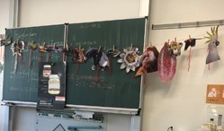 Ein Klassenzimmer mit einer Kreidetafel und einer Wäscheleine, an der ausgeschnittene Bilder von Tieren und Pflanzen des Regenwaldes hängen.