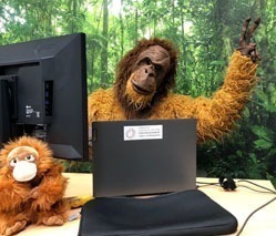 Ein Mensch in einem Orang-Utan Kostüm. Er sitzt vor einem Computer und macht das „Victory“-Zeichen.