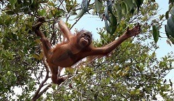 Ein junger Orang-Utan macht sich ganz lang, um einen benachbarten Baum zu erreichen.