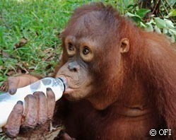 Ein junger Orang-Utan trinkt selbstständig aus einer Flasche gefüllt mit Sojamilch.