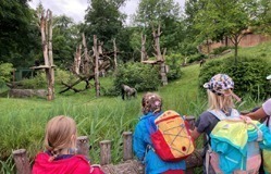 Kinder schauen in das Gorilla-Freigehege im Zoo Leipzig.