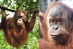 Zwei Orang-Utans (Siboy links und Gokong rechts) schauen in die Kamera.