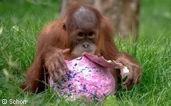 Ein Orang-Utan öffnet ein großes Osterei, das zur Tierbeschäftigung angefertigt wurde.