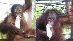 Ein Orang-Utan trinkt Sojamilch aus einer Nuckelflasche. Ein anderer hat die Unterseite der Nuckelfasche im Mund und hat einige Spritzer Sojamilch auf dem Kopf.