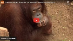 Eine Orang-Utan-Mutter hält ihr Junges im Arm.