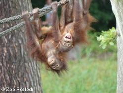 Zwei junge Orang-Utans hängen kopfüber an einem Seil.