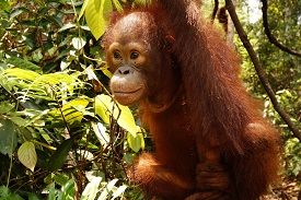 Ein Orang-Utan sitzt in einem Baum.