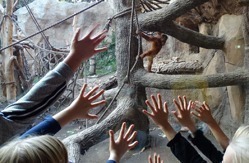 Grundschulkinder stehen vor dem Orang-Utan-Gehege des Zoo Leipzig.