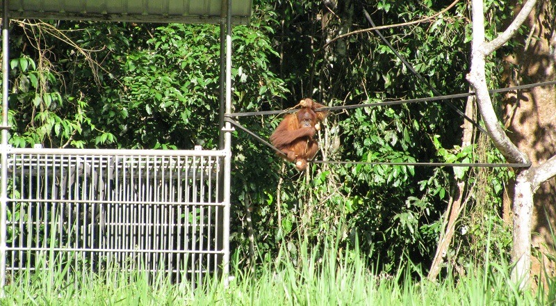 An orangutan climbing up a trunk.