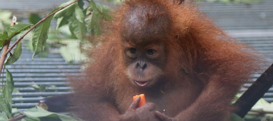 Ein kleiner Orang-Utan sitzt auf dem Boden und isst eine Möhre.