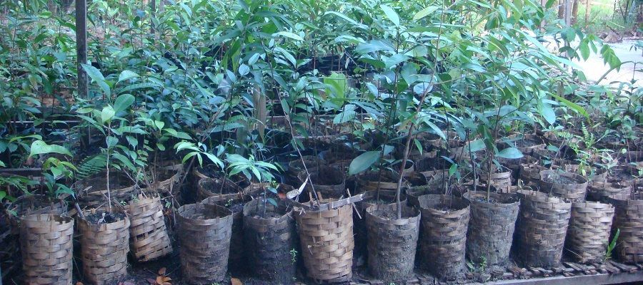 Seedlings in the reforestation station in Lamandau