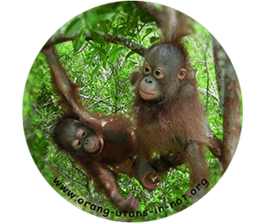 Das sechste Stickermotiv (rund) zeigt zwei junge Orang-Utans, die in einem Baum herumtollen.