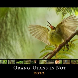 Das Cover des Orang-Utans in Not Kalenders von 2022.