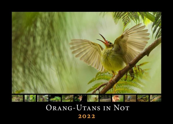 Das Cover des Orang-Utans in Not Kalenders von 2022.