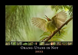 Titelbild des Orang-Utans in Not Kalender 2022.