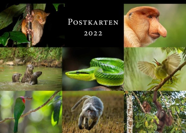 Verschiedene Motive des Kalenders im Postkarten-Format. Abgebildet sind: Rotbartspint, Nasenaffe, Brillenspinnenträger, Spitzkopfnatter, Sunda-Koboldmaki, Silberner Haubenlangur, Borneo-Orang-Utan und Indischer Fischotter.