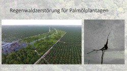 Eine Folie der Präsentation zeigt riesige Palmölplantagen und einen Orang-Utan auf einem einzelnen, kahlen Baum..