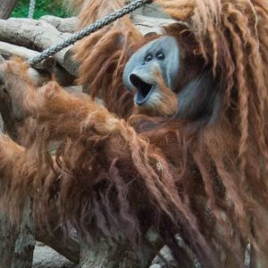 Ein großer männlicher Orang-Utan mit langem Fell und Backenwülsten hangelt an einem Seil, während er laut ruft.