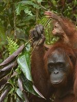 Eine Orang-Utan Mutter sammelt mit ihrem Kind auf dem Rücken Zweige für ein Nest.
