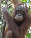 Ein Orang-Utan klettert auf einem Baum.