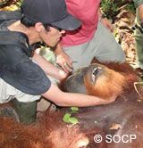 Ein betäubter Orang-Utan wird von einem Tierpfleger beguachtet.
