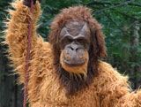 Ein Mensch im Orang-Utan Kostüm