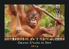 Das Cover des Orang-Utans in Not e.V Kalenders 2014