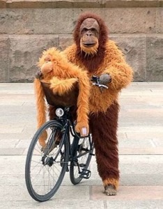 Der Kostüm-Orang-Utan auf einem Fahrrad, mit einem Plüsch-Orang-Utan im Fahrradkorb.