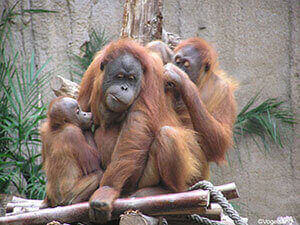 3 Orang-Utans in einem Gehege im Zoo Leipzig.