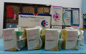 Eine Aufreihung der gespendeten Medikamente für die Auffangstation in Pasir Panjang.