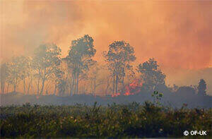 Ein brennendes Stück Regenwald in Indonesien.