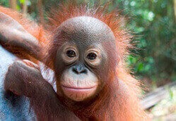 Ein junger Orang-Utan, der in die Kamera schaut.