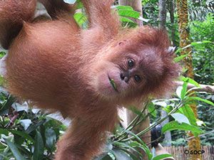 Ein junger Orang-Utan hängt seitlich von einem Ast und schaut in die Kamera.