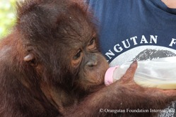 Ein junger Orang-Utan auf dem Arm eines Tierpflegers, er trinkt aus einer Milchflasche.