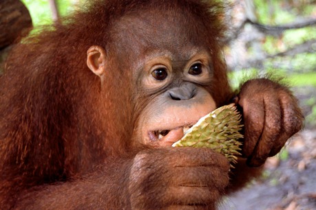 Ein junger Orang-Utan isst eine Durian-Frucht.