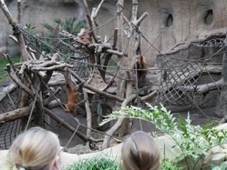 Grundschulkinder schauen sich das Orang-Utan-Gehege im Zoo Leipzig an.