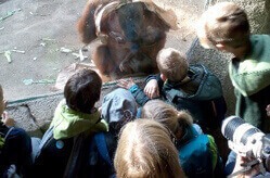 Einige Kinder schauen einen Orang-Utan in seinem Gehege im Zoo Leipzig an.