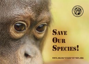 Der neue Aufkleber im Onlineshop. Man sieht einen Ausschnitt des Gesichts einen jungen Orang-Utans, der an der Kamera vorbeischaut. Auf der rechten Seite des Bildes liest man den Spruch „Save our species!“, dieser ist so angeordnet, dass die Anfangsbuchstaben der Wörter ein „SOS“ ergeben.