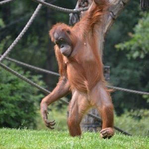 Ein Orang-Utan geht aufrecht.
