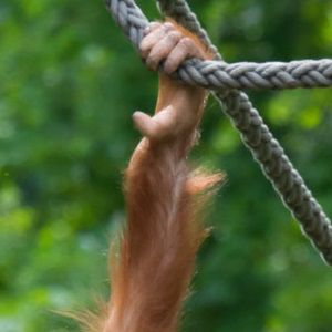 Nahaufnahme einer Orang-Utan Hand.