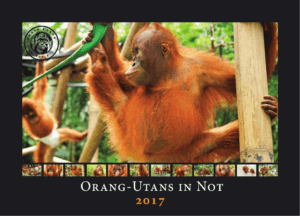 Deckblatt des Orang-Utans in Not-Kalenders 2017.