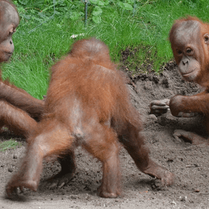 Bild von drei spielenden jungen Orang-Utans.