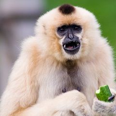 Portraitfoto eines Gibbons.