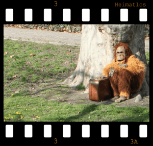 Ein Bild mit der Umrandung eines analogen Filmes, es zeigt den Kostüm-Orang-Utan sitztend an einen Baum gelehnt.